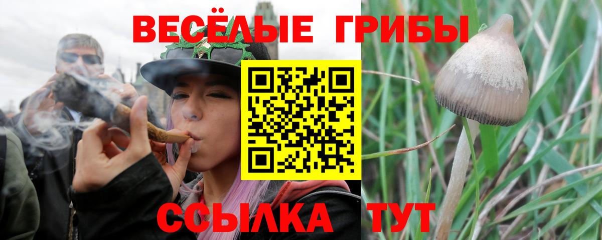 Псилоцибиновые грибы Psilocybe Омск